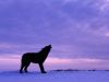 TWISTED NEWS – Wolf Attacks Snowmobiler in Alaska