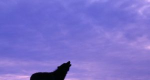 TWISTED NEWS – Wolf Attacks Snowmobiler in Alaska