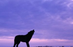 TWISTED NEWS – Wolf Attacks Snowmobiler in Alaska